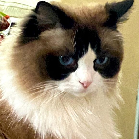 Meet your Posher, Debbie - Picture 1 of 1